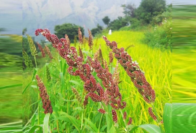 भारत-यूरोपीय यूनियन एफटीए से उत्तराखंड के किसानों और उत्पादकों को नई उम्मीद 6 भारत-यूरोपीय यूनियन एफटीए | उत्तराखंड के किसानों के लिए नया मौका