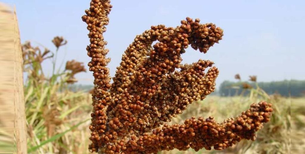मंडुआ (रागी) और झंगोरे जैसे पहाड़ी अनाज के फायदे 2 मंडुआ (रागी) – हिमालय की पोषण शक्ति