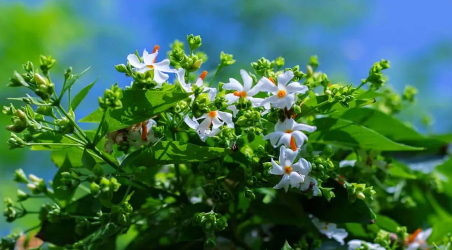 हरसिंगार (पारिजात) के फूलों के उपाय: नवरात्रि में करें ये टोटके और पाएं माता दुर्गा की कृपा 1 पारिजात के उपाय हरसिंगार के फूल नवरात्रि 2025 Shardiya Navratri Upay पारिजात पौधा मां दुर्गा पूजा