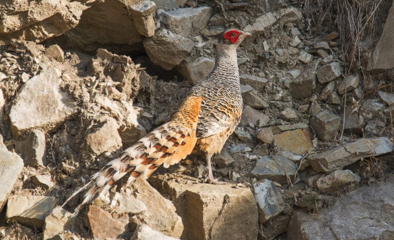 चीड़ फिजेंट