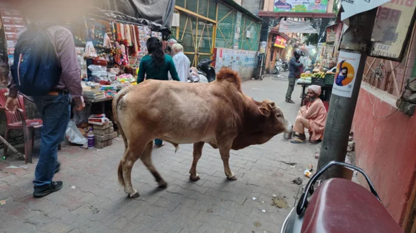 ऋषिकेश में आवारा सांडों का आतंक, लोगों का पैदल चलना हुआ मुश्किल 1 ऋषिकेश में आवारा सांडों का आतंक