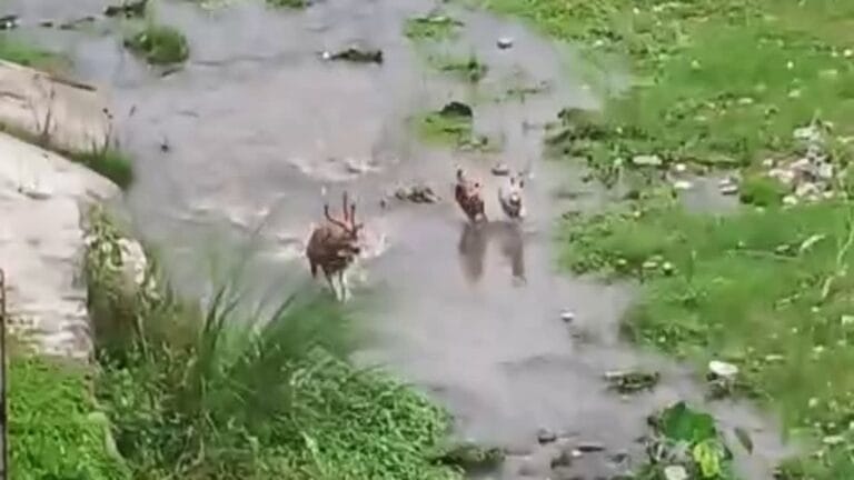 रामनगर: आवारा कुत्तों ने चीतल पर किया हमला, ग्रामीणों ने बचाई जान; वन्यजीवों पर खतरा