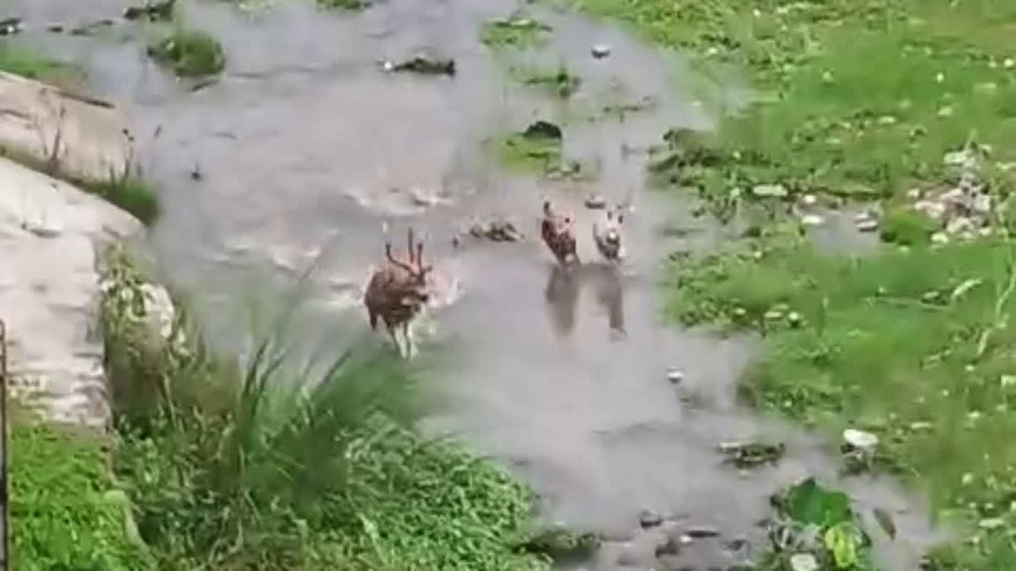 रामनगर: आवारा कुत्तों के झुंड ने चीतल पर किया हमला, ग्रामीणों ने बचाई जान; वन्यजीवों पर खतरा बढ़ा 1 रामनगर: आवारा कुत्तों ने चीतल पर किया हमला, ग्रामीणों ने बचाई जान; वन्यजीवों पर खतरा