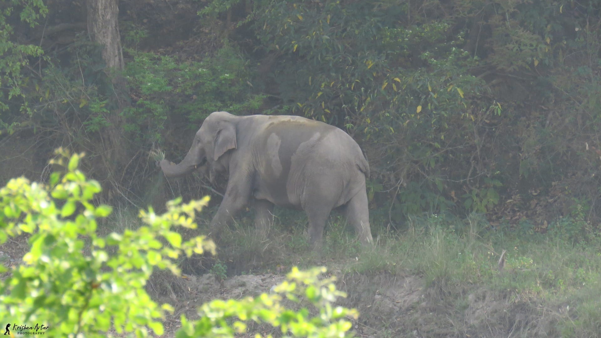 डोईवाला में हाथियों की आवाजाही बढ़ी