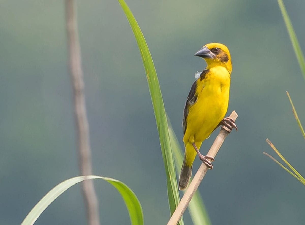 जंगलों में बाघ और हाथी बढ़े, गैंडा, जंगली कुत्ते और फिन्स वीवर लुप्त होने की कगार पर 1 फिन्स वीवर