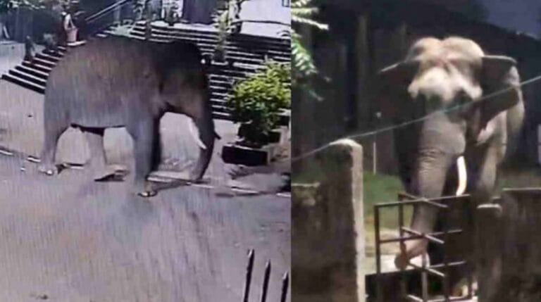 हरिद्वार कोर्ट परिसर में देर रात जंगली हाथी की एंट्री 7 हरिद्वार कोर्ट परिसर में देर रात जंगली हाथी की एंट्री