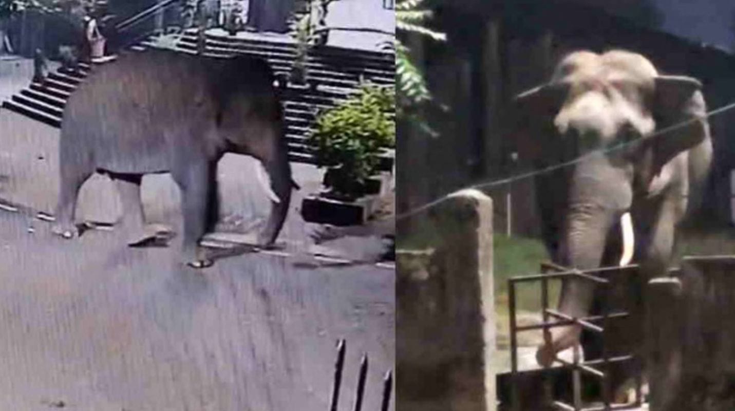 हरिद्वार कोर्ट परिसर में देर रात जंगली हाथी की एंट्री