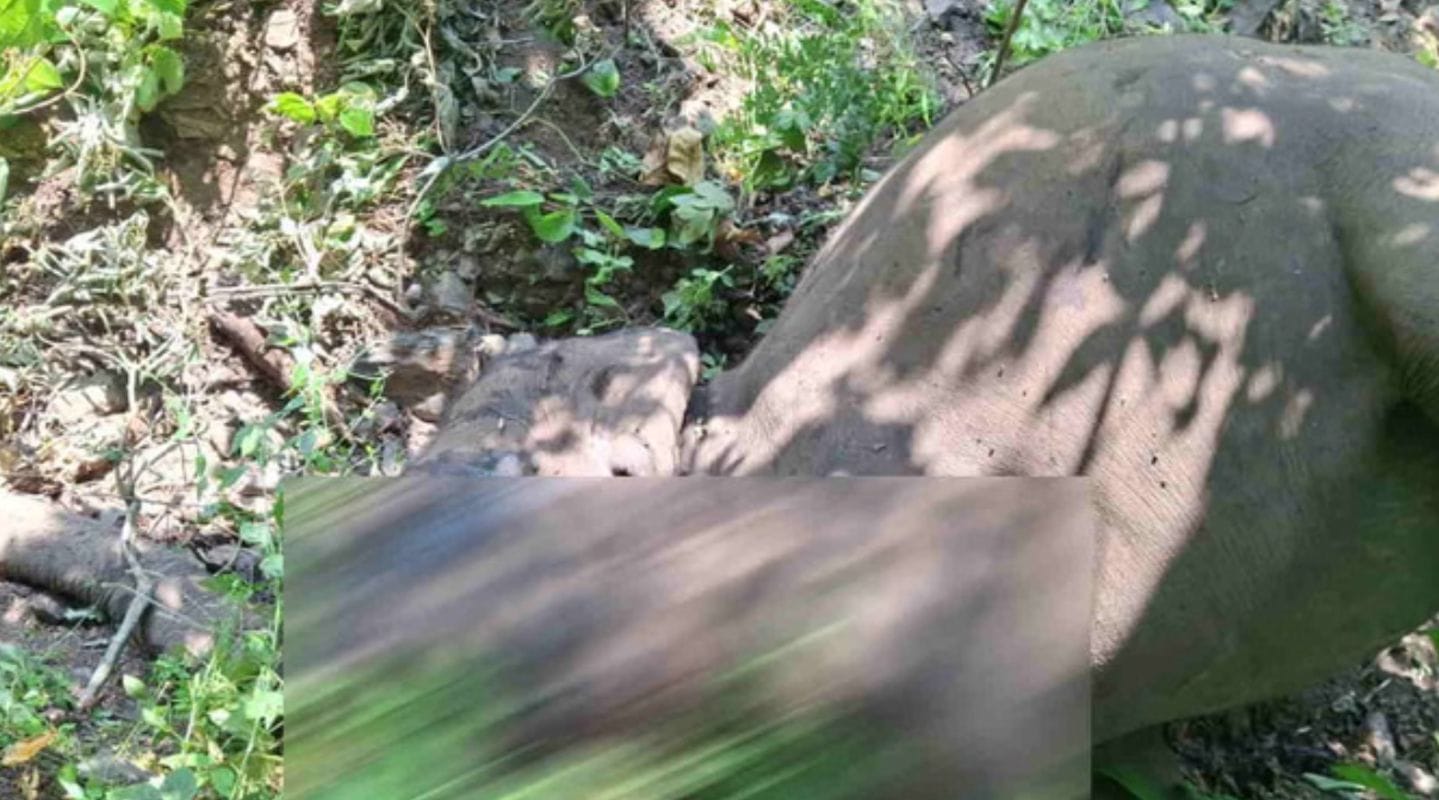 हरिद्वार वन प्रभाग में चार दिन में दो हाथियों की मौत, वन विभाग सतर्क