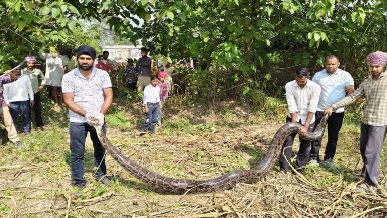 लक्सर में 16.7 फीट लंबे अजगर की हड़कंप भरी घटना, वन विभाग ने किया रेस्क्यू 6 लक्सर में 16.7 फीट लंबे अजगर की हड़कंप भरी घटना, वन विभाग ने किया रेस्क्यू