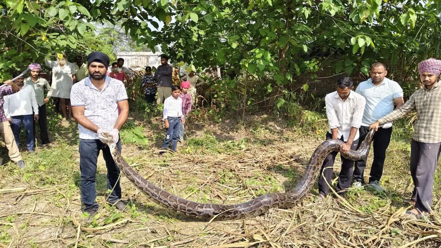 लक्सर में 16.7 फीट लंबे अजगर की हड़कंप भरी घटना, वन विभाग ने किया रेस्क्यू 1 लक्सर में 16.7 फीट लंबे अजगर की हड़कंप भरी घटना, वन विभाग ने किया रेस्क्यू