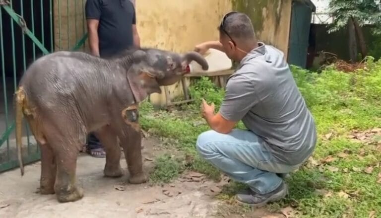 lansdowne-masoom-haathi-rescue-malan-nadi