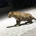 साहबनगर में दहशत: रात में घर तक पहुंचा गुलदार, कुत्ते को बना लिया निवाला