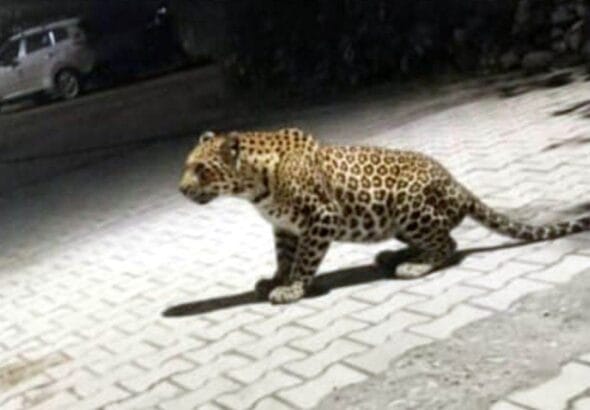 साहबनगर में दहशत: रात में घर तक पहुंचा गुलदार, कुत्ते को बना लिया निवाला