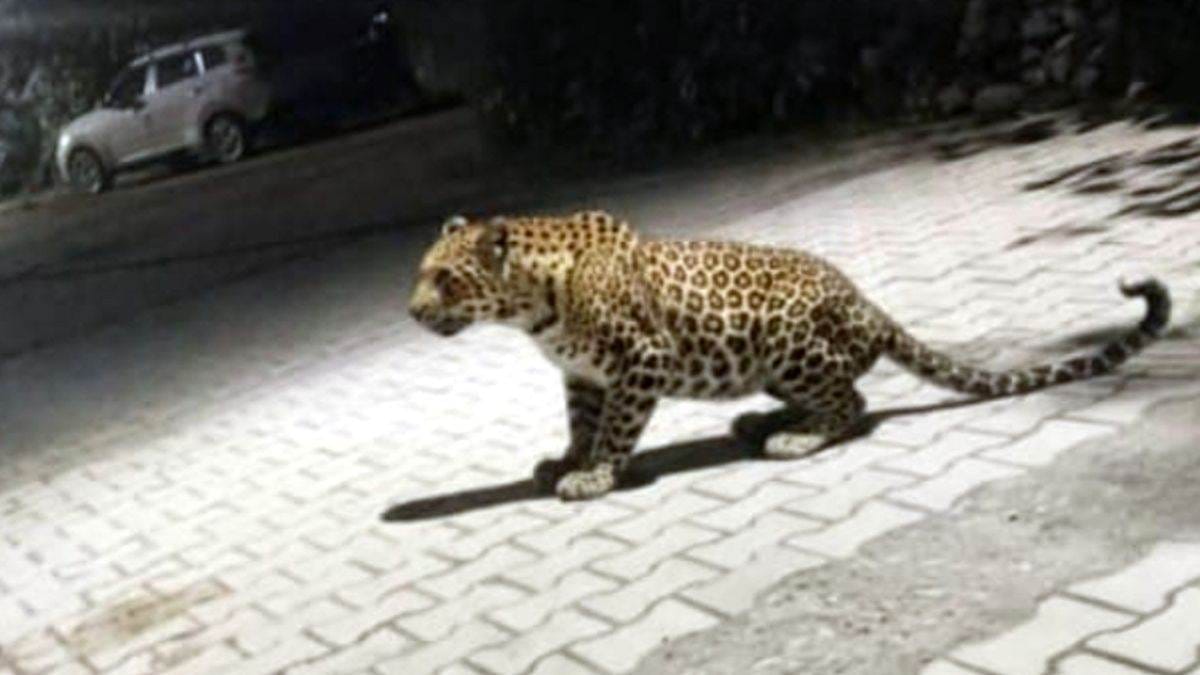 रायवाला के चकजोगीवाला में गुलदार का आतंक