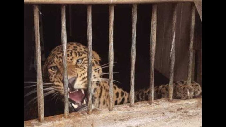 गुलदार, वन विभाग, रेस्क्यू सेंटर, उत्तराखंड वन्यजीव, मानव वन्यजीव संघर्ष, देहरादून