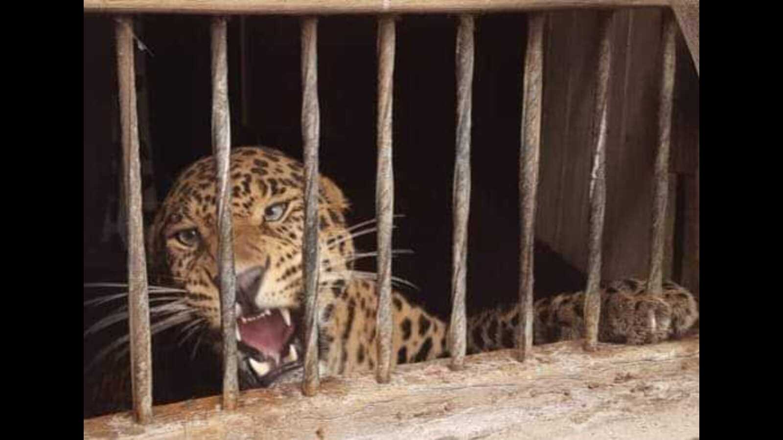 गुलदार, वन विभाग, रेस्क्यू सेंटर, उत्तराखंड वन्यजीव, मानव वन्यजीव संघर्ष, देहरादून