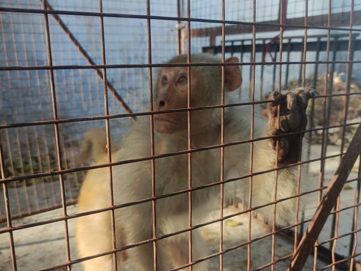 ऋषिकेश में नगर निगम ने पकड़े 32 बंदर