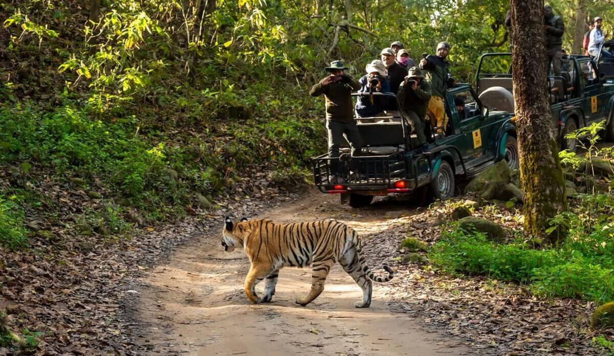 क्रिसमस–न्यू ईयर पर कॉर्बेट फुल