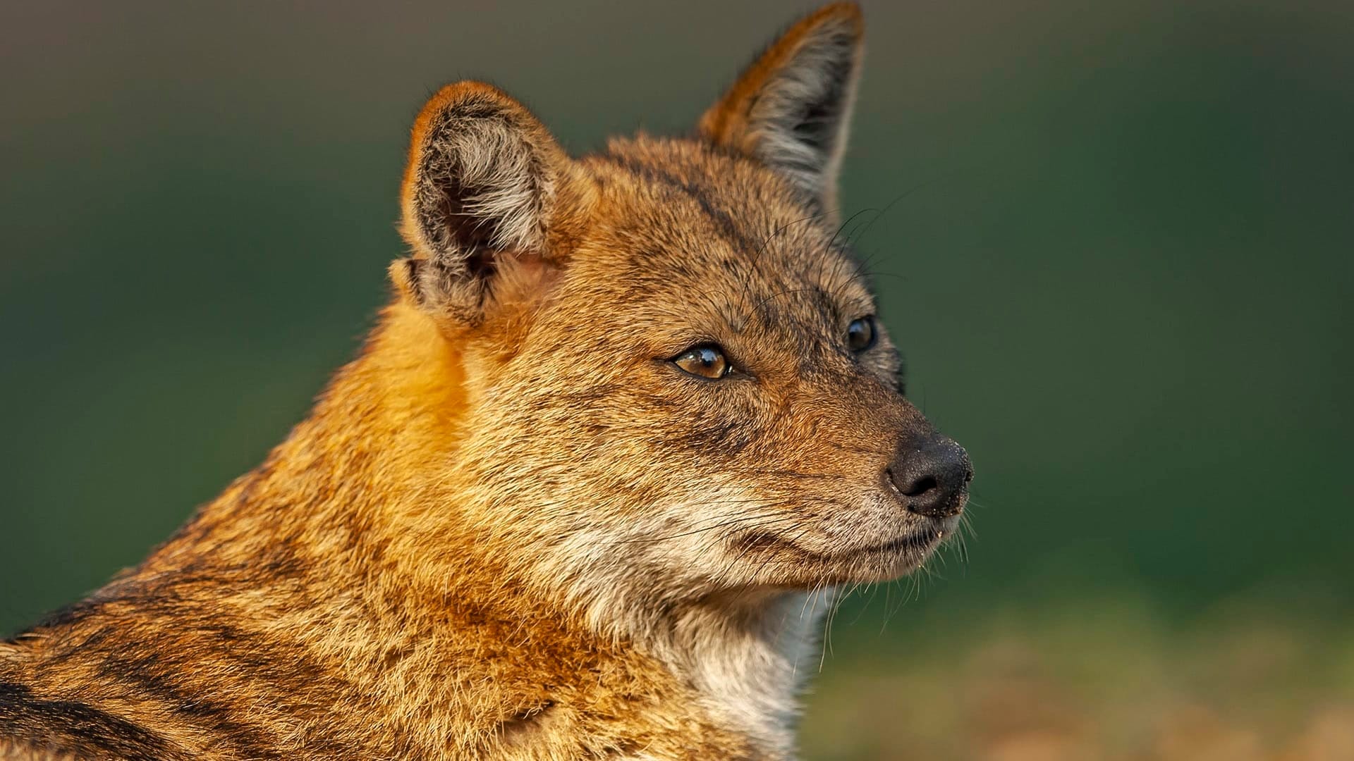 रायवाला में जंगली सियार का आतंक: महिला और बुजुर्ग पर हमला, वन विभाग की तलाशी शुरू