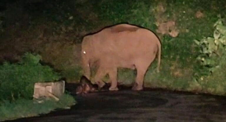 लच्छीवाला समाचार, जंगली हाथी, राजाजी टाइगर रिजर्व, मानव वन्यजीव संघर्ष, देहरादून ग्रामीण क्षेत्र