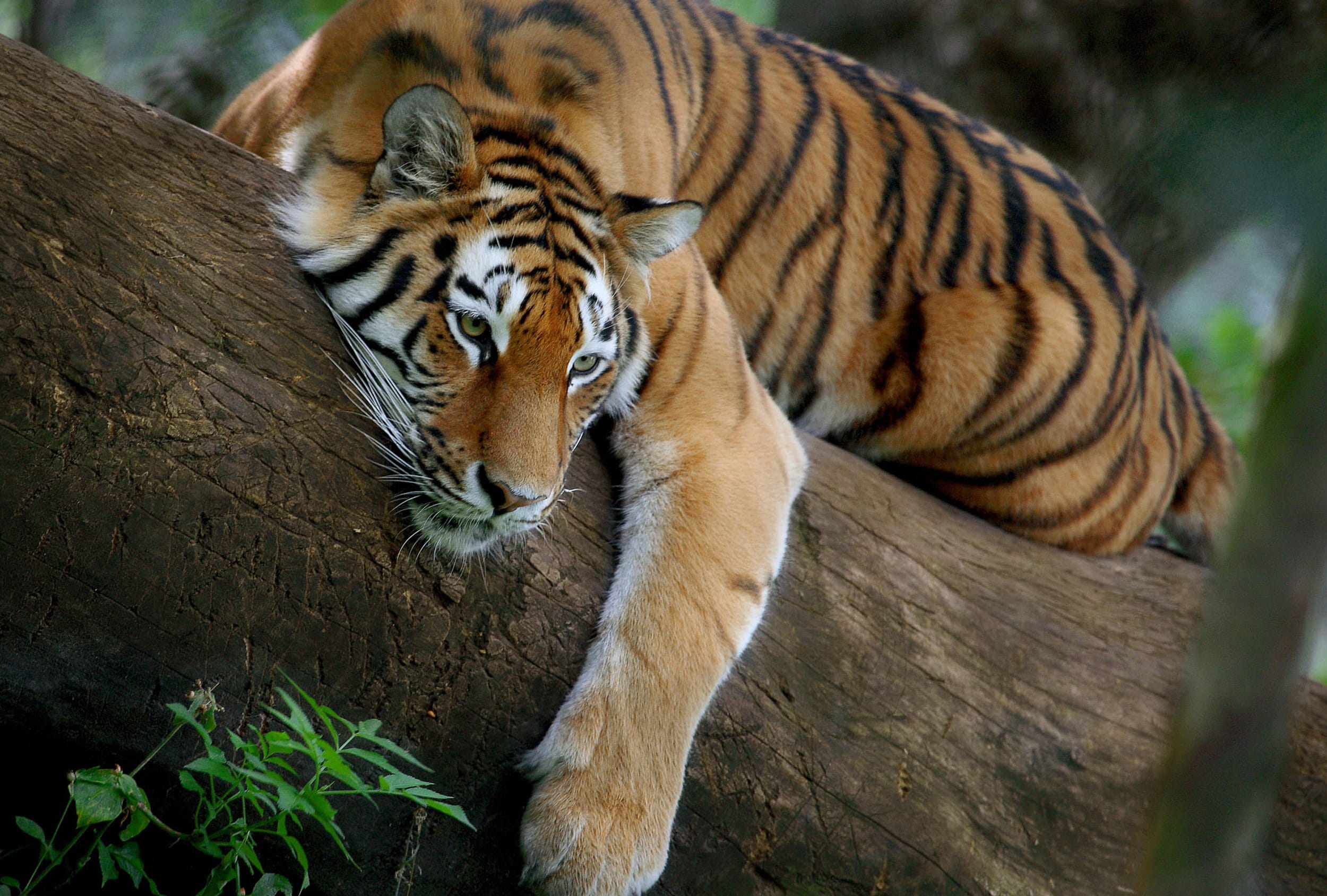 उत्तराखंड में टाइगर ब्रीडिंग सीजन | बाघों के हमले क्यों बढ़े?