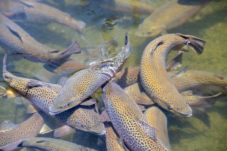 चमोली में मत्स्य पालन बना आय का मजबूत जरिया, ट्राउट मछली से काश्तकार कमा रहे लाखों