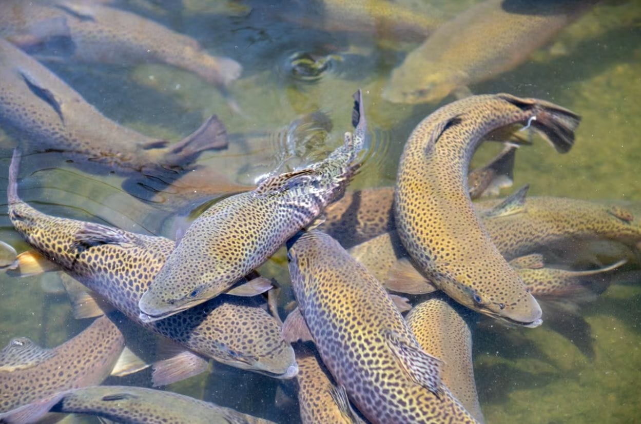 चमोली में मत्स्य पालन बना आय का मजबूत जरिया, ट्राउट मछली से काश्तकार कमा रहे लाखों