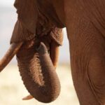 नए रेलवे ट्रैक पर पहुंचे हाथी, वन विभाग ने टाला बड़ा हादसा