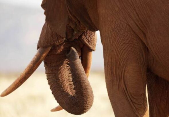 नए रेलवे ट्रैक पर पहुंचे हाथी, वन विभाग ने टाला बड़ा हादसा