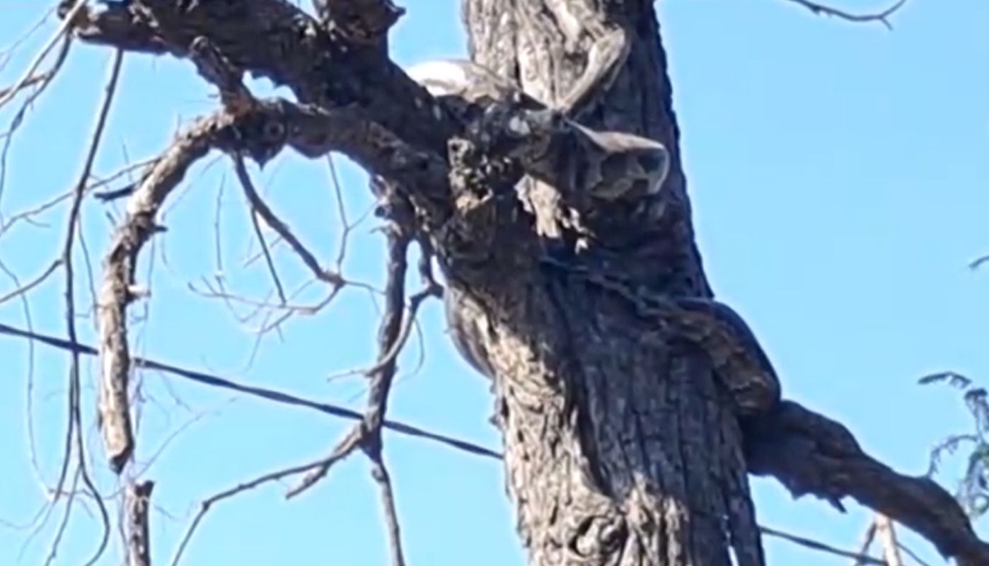 हरिद्वार समाचार, अजगर रेस्क्यू, वन विभाग, शैलेंद्र सिंह नेगी, लक्सर रोड, वन्यजीव हरिद्वार