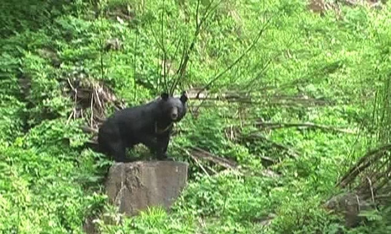 उत्तरकाशी में भालुओं का आतंक | बड़कोट में महिला पर हमला | Forest Alert