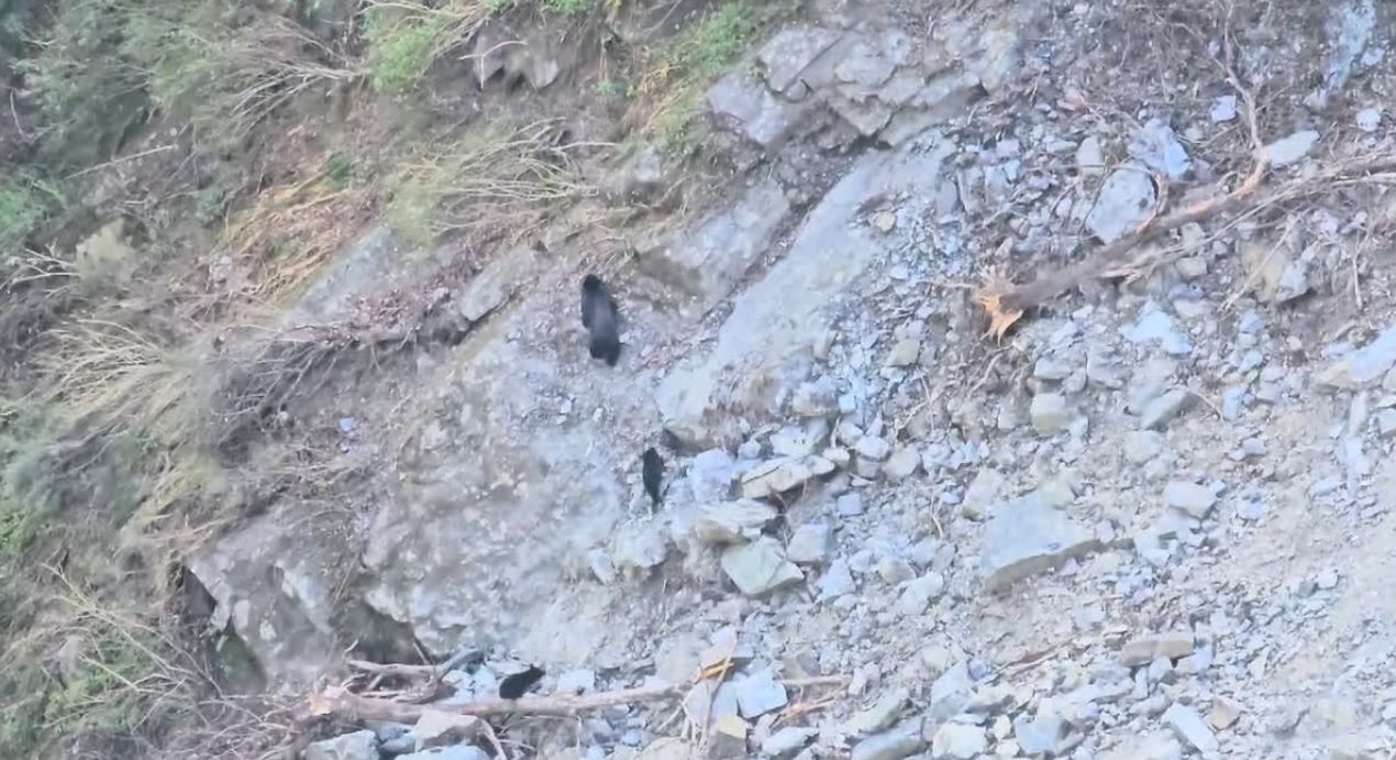 चमोली, पोखरी ब्लॉक, भालू आतंक, वन विभाग, वन्यजीव गतिविधि, उत्तराखंड समाचार