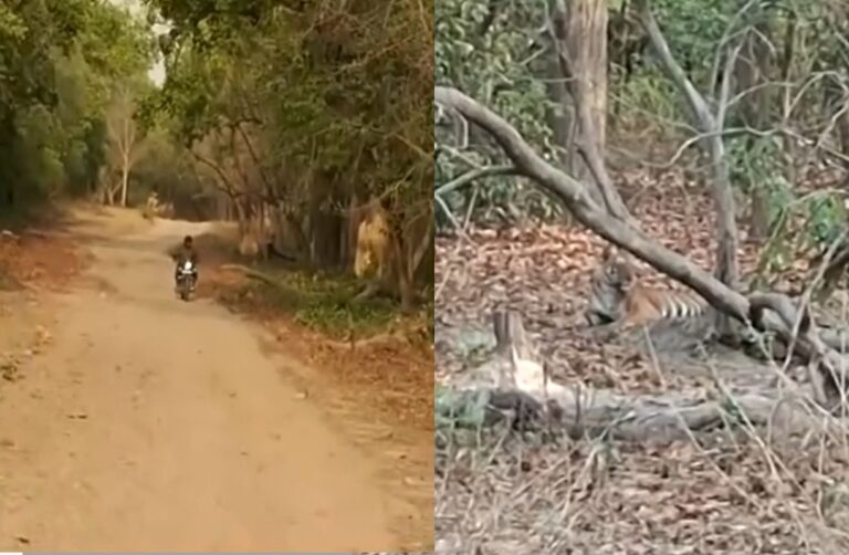 पर्यटकों ने थाम ली सांस, बाघ के सामने से निकला बाइक सवार 1 कॉर्बेट पार्क, बाघ वीडियो, फाटो जोन, वन गुज्जर, कपिल नेगी, रामनगर समाचार
