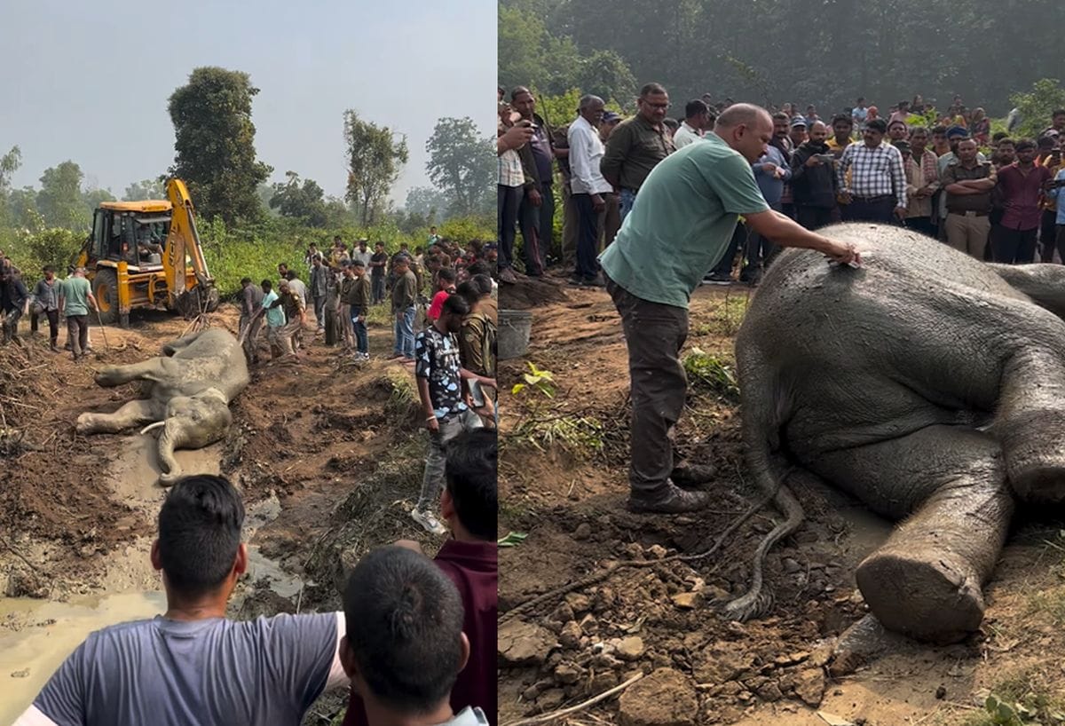 गुलरभोज-लालकुंआ ट्रैक हादसे पर बवाल, रेलवे बोला — “हाथी खुद जिम्मेदार” 1 इंसानी लापरवाही की भेंट चढ़ा जंगल का प्रहरी, ट्रेन हादसे में घायल हाथी की मौत