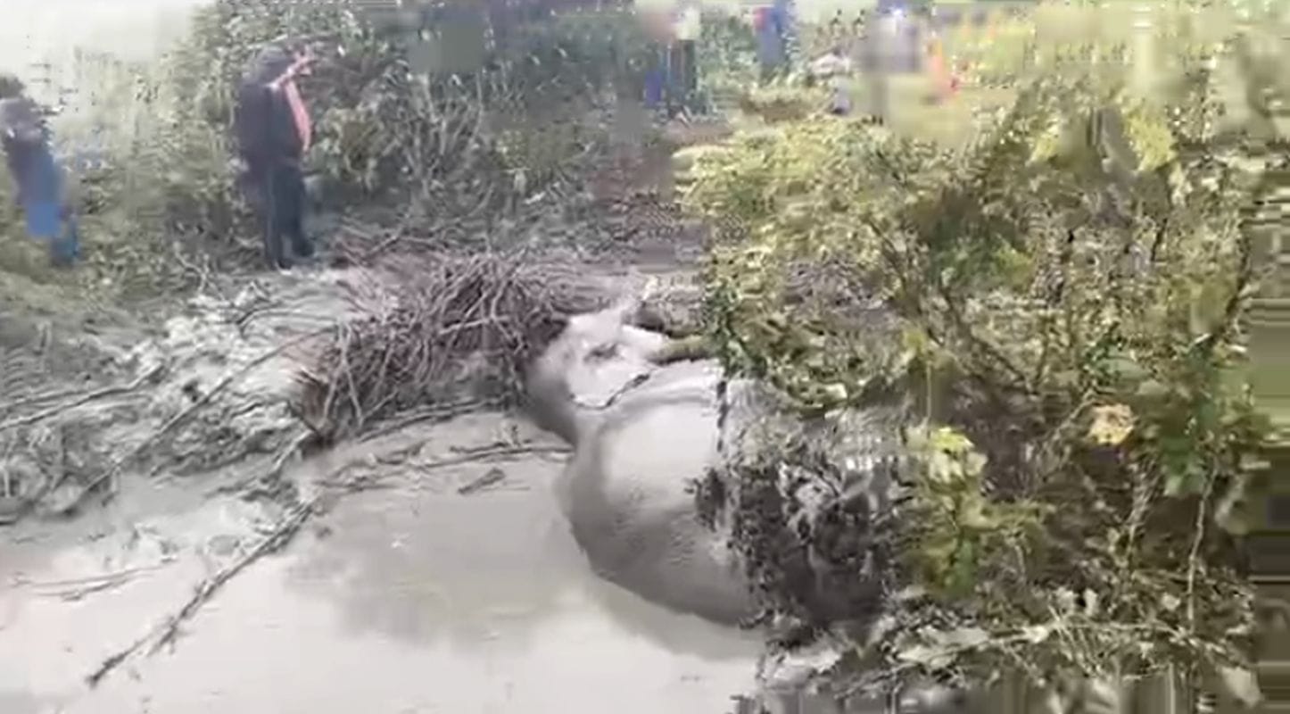 लालकुआं: रेलवे ट्रैक पर ट्रेन की चपेट में आया हाथी, 15 घंटे की जद्दोजहद के बाद हुआ रेस्क्यू 1 चेतावनी बोर्ड के बावजूद हादसा — रेल विभाग को नोटिस, लोको पायलट पर कार्रवाई की तैयारी