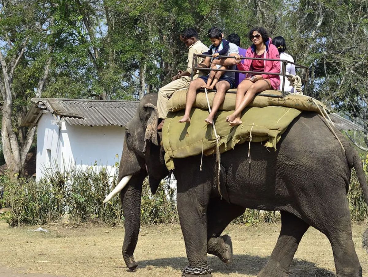 हाथी सफारी की होगी वापसी