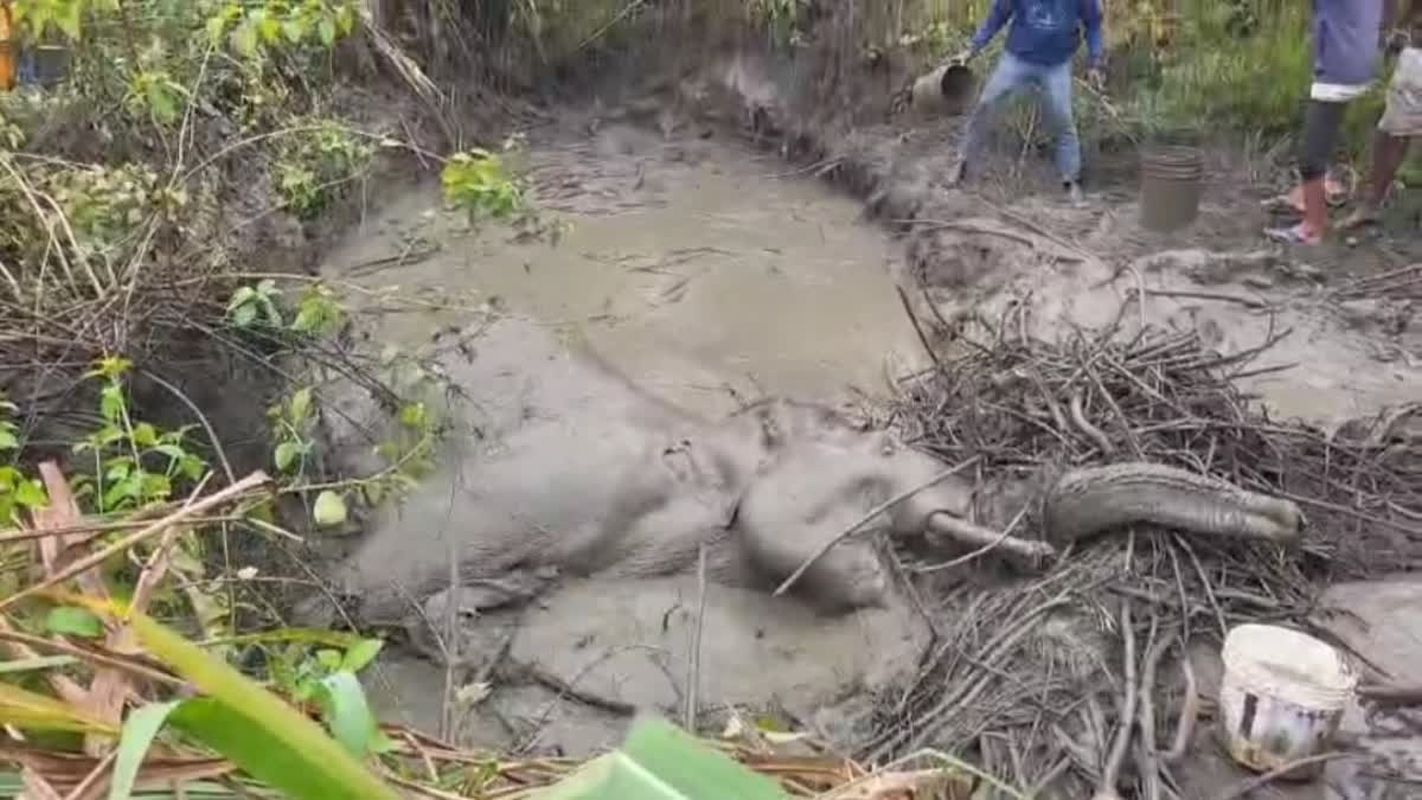 खटीमा: किलपुरा रेंज में हाथी के बच्चे का शव मिला, एक महीने में दूसरी मौत 1 खटीमा, किलपुरा रेंज, हाथी का बच्चा, वन विभाग, तराई पूर्वी वन प्रभाग, Uttarakhand Wildlife