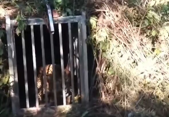 रायवाला के खांड गांव में पिंजरे में कैद हुआ गुलदार, वन विभाग ने पकड़ा