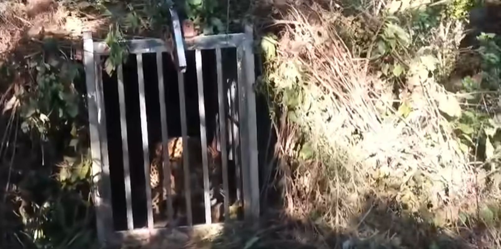 चम्पावत: मंगोली गांव में आदमखोर गुलदार पिंजरे में पकड़ा, वन विभाग की कार्रवाई सफल 1 धरगड़ा गांव में गुलदार पकड़ने का प्रयास विफल, ग्रामीण दहशत में, सुरक्षा बढ़ाई गई