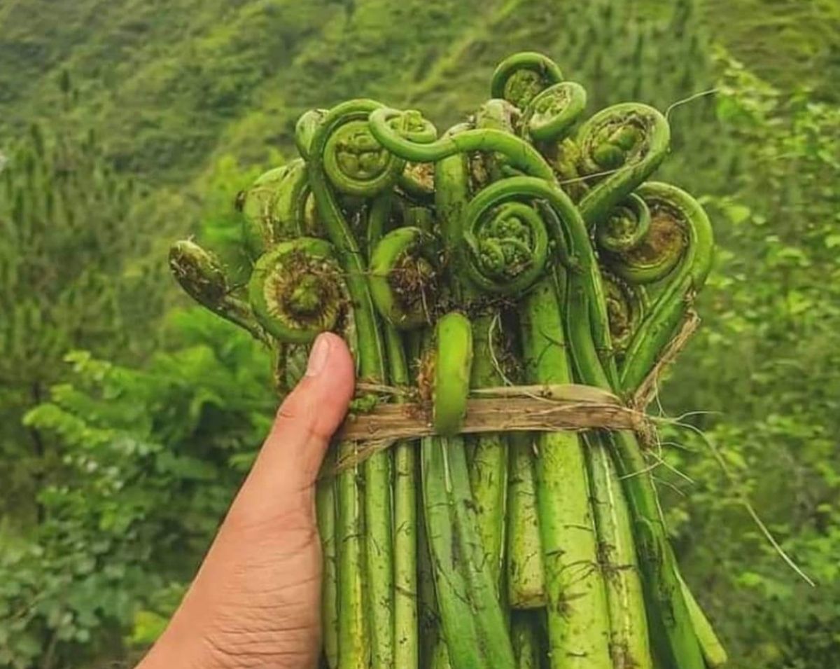 लिंगुड़ा