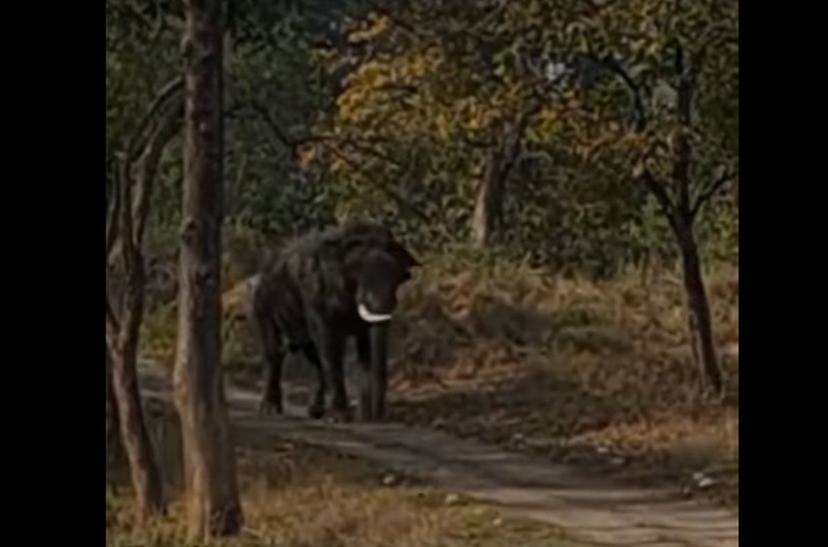 डोईवाला में सड़क पर उतरा हाथी, जॉलीग्रांट–ऋषिकेश मार्ग पर अफरा-तफरी 1 डोईवाला में सड़क पर उतरा हाथी