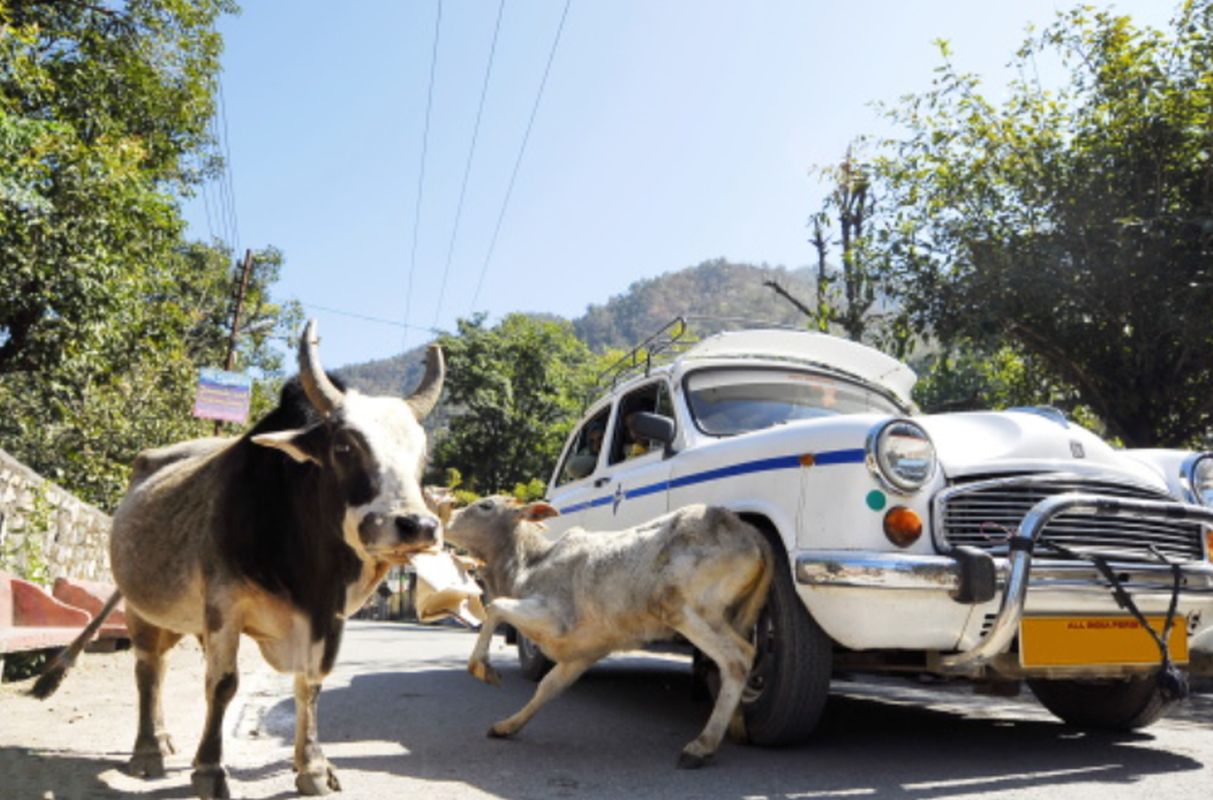 डोईवाला: सड़कों और गलियों में घूमते निराश्रित गोवंश बने परेशानी का सबब