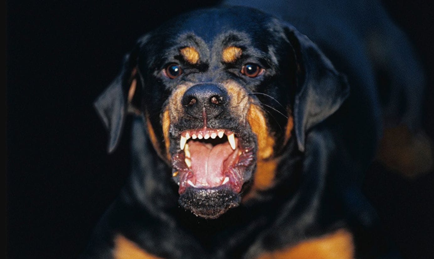 देहरादून में फिर रॉटवीलर का आतंक, बिना पंजीकरण पालने पर कार्रवाई