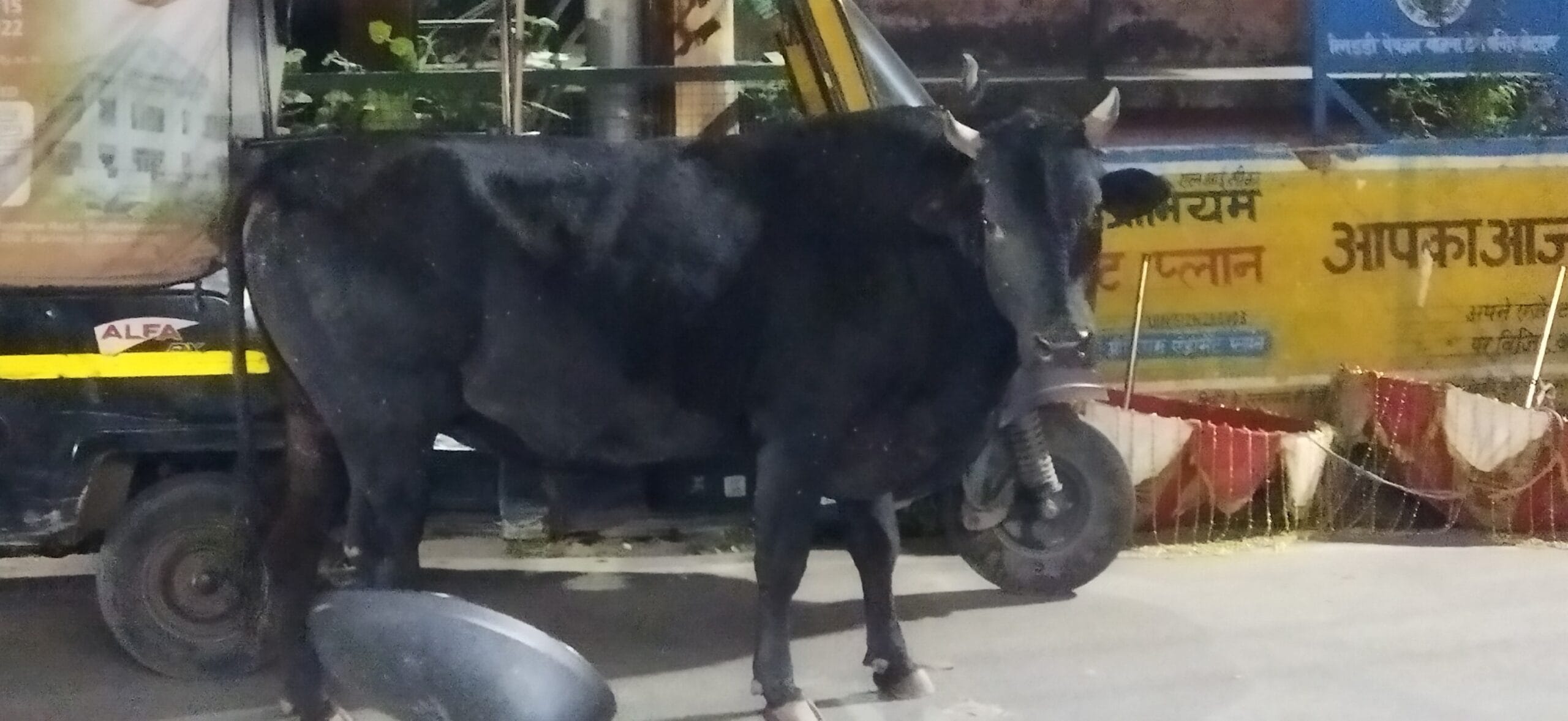 कोटद्वार में लावारिस सांड का हमला, सेवानिवृत्त प्रधानाचार्य गंभीर रूप से घायल 1 सड़क पर भटकते सांड का कहर — कोटद्वार में दो लोग घायल, एक देहरादून रेफर