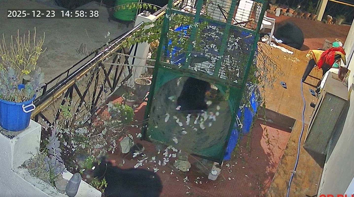 उत्तरकाशी समाचार, भालू आतंक, वन विभाग, भटवाड़ी, ग्रामीण खबरें