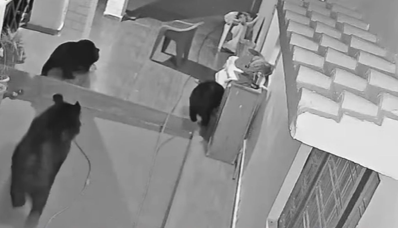 उत्तरकाशी में भालुओं का आतंक: मल्ला गांव में घर के अंदर घुसा भालू परिवार 1 जंगल से आबादी तक पहुंचे भालू, उत्तरकाशी में बढ़ते हमलों से ग्रामीण परेशान