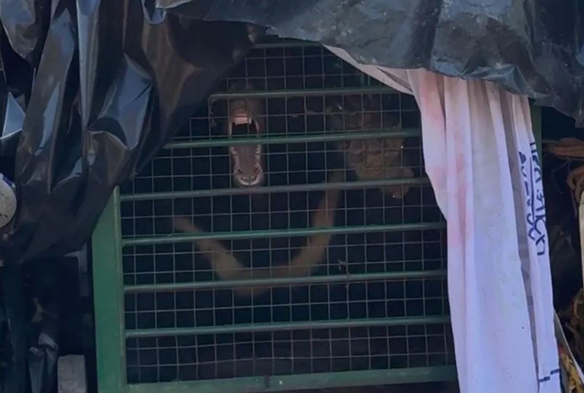 हिमालयन भालू