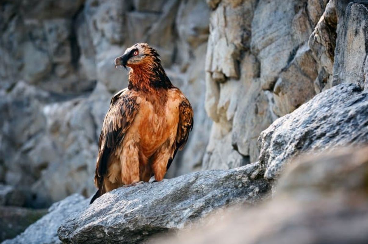 Auli Bird Watching, Bearded Vulture, Chamoli News, Uttarakhand Wildlife, Winter Tourism