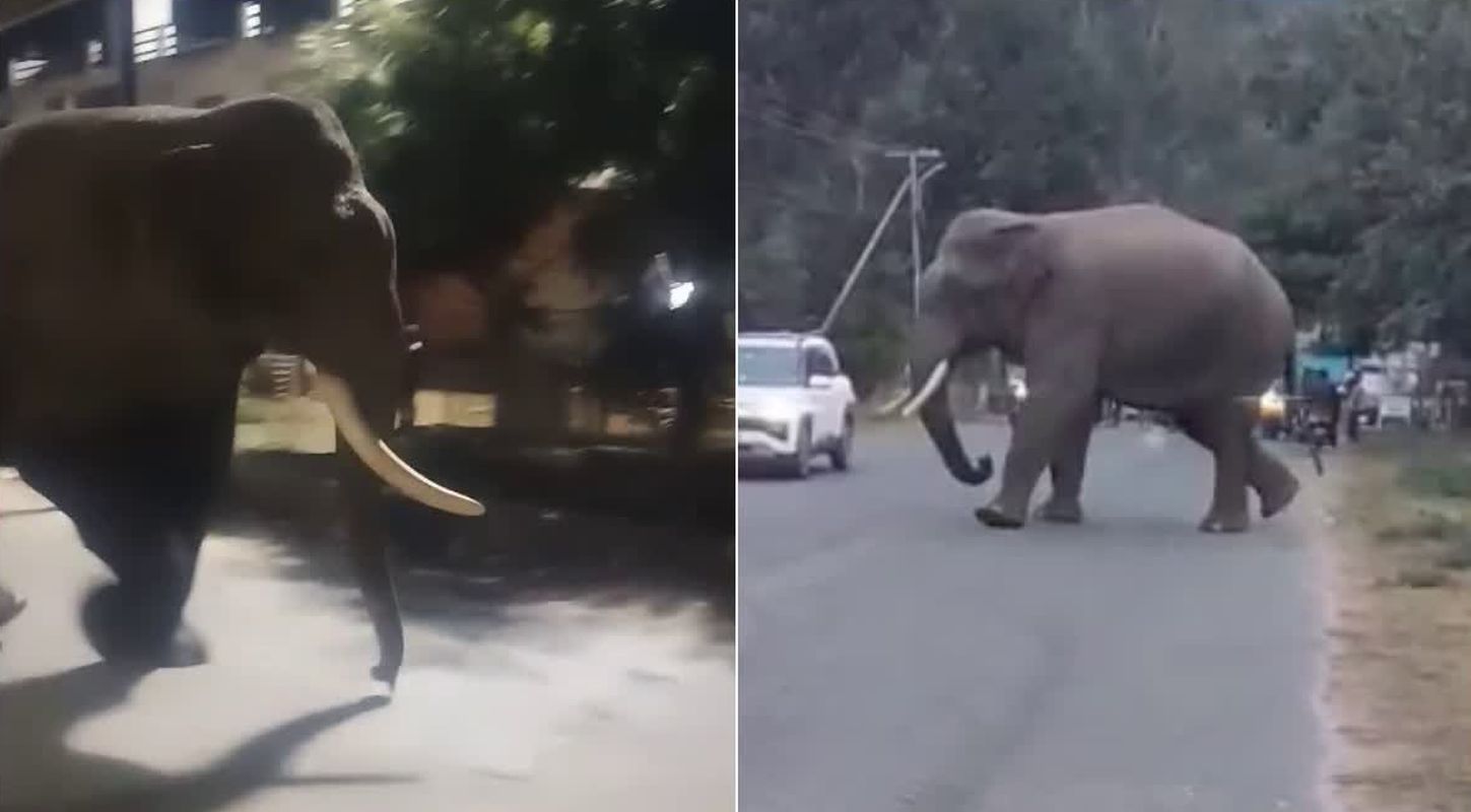 हरिद्वार में जंगली हाथी का आतंक, बीएचईएल क्षेत्र में महिला पर हमला 1 हरिद्वार में जंगली हाथी का आतंक