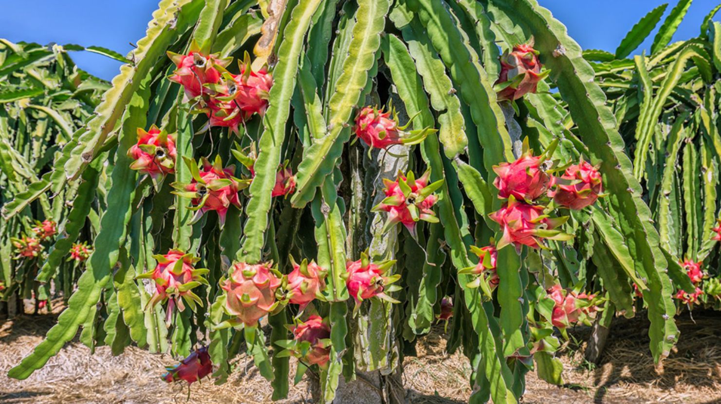 उत्तराखंड कृषि समाचार, ड्रैगन फ्रूट खेती, किसान योजना, उद्यान विभाग, सब्सिडी योजना